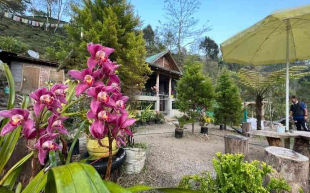 Himalaya Orangefield Homestay - Tabakoshi (Mirik)