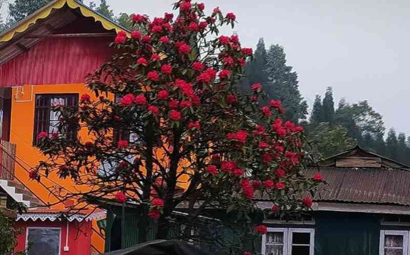 Mountain Soul Homestay - Plungdung (Darjeeling)