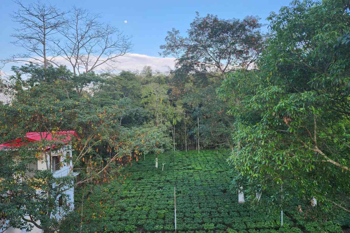 Siddhi Homestay - Dibrugarh